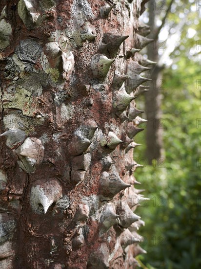 Spines of the Sandbox tree