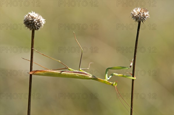 European mantis (Mantis religiosa)