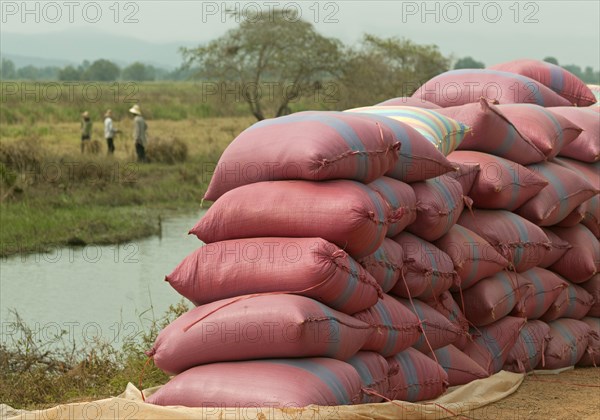 Rice bags waiting to be transported