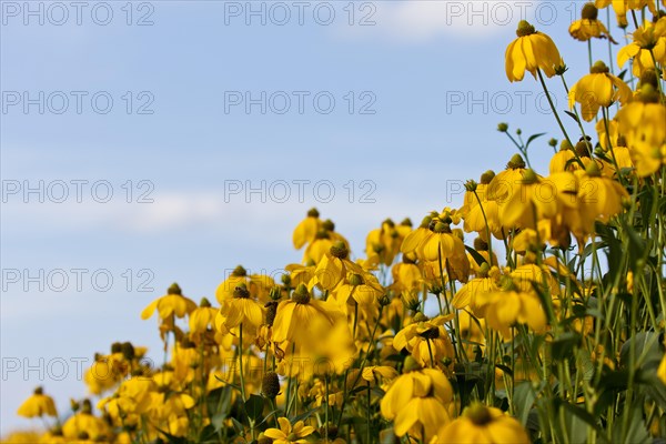 Yellow Coneflowers (Rudbeckia fulgida)