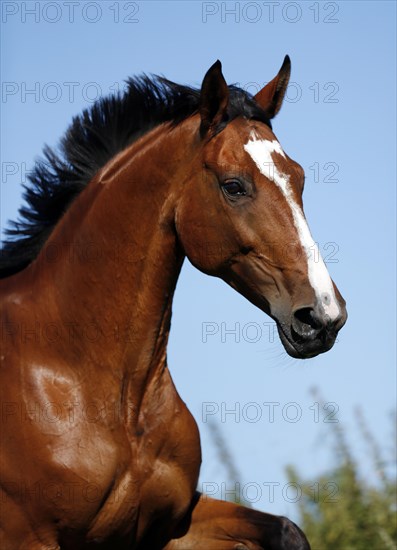 Brown mare