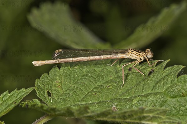 White-legged Damselfly or Blue Featherleg (Platycnemis pennipes)