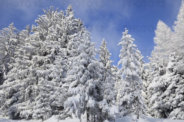 Snow-covered spruce trees (Picea abies) and larch trees (Laryx decidua)