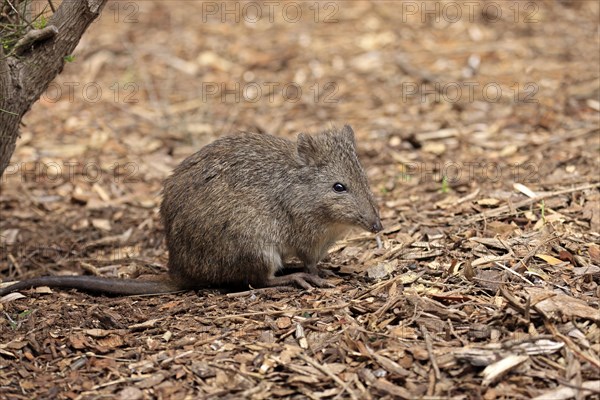 Long-nosed potoroo (Potorous tridactylus) adult