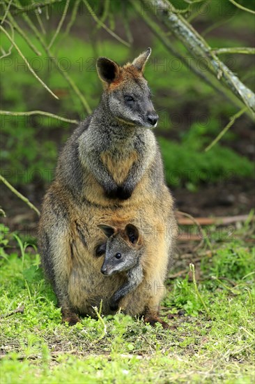 Swamp wallaby (Wallabia bicolor)