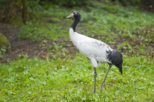 Black-necked Crane (Grus nigricollis)