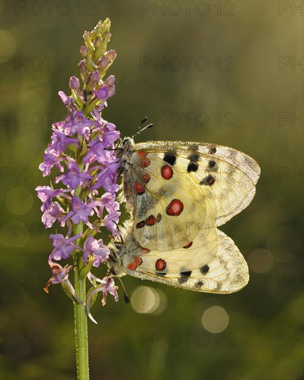 Apollo Butterflies (Parnassius apollo)