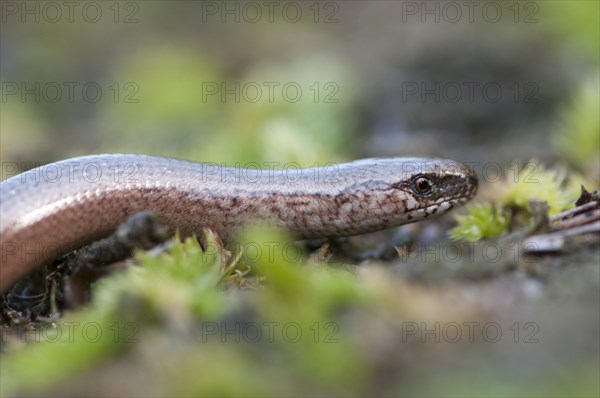 Slow Worm (Anguis fragilis)