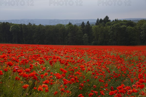 Poppy field in full bloom