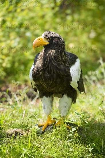 Steller's sea eagle (Haliaeetus pelagicus)