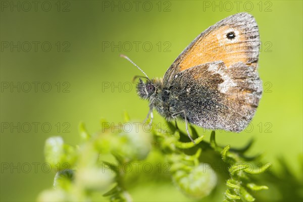 Small Heath butterfly (Coenonympha pamphilus)