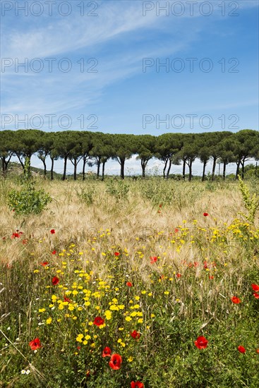 Pine avenue and poppy field