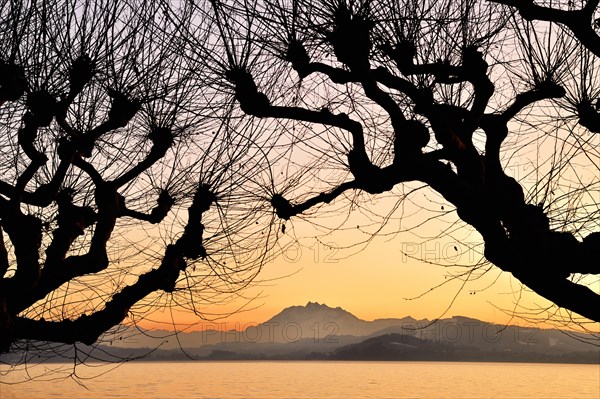 Silhouette of chestnut trees in front of a mountain range with Pilatus