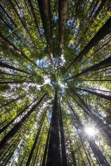 View from below into the treetops