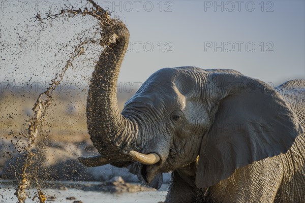 African elephant (Loxodonta africana) splashing mud at a waterhole