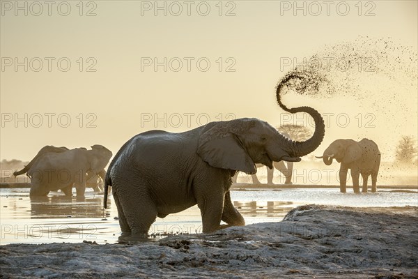 African elephants (Loxodonta africana)