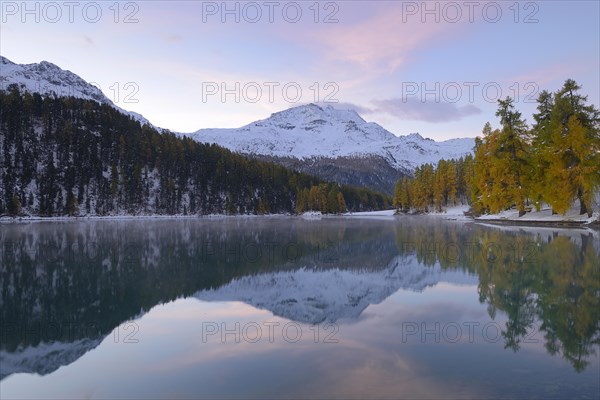 Lake Champfer with an autumnal coloured Larch (Larix) forest with Piz da la Margna at the rear
