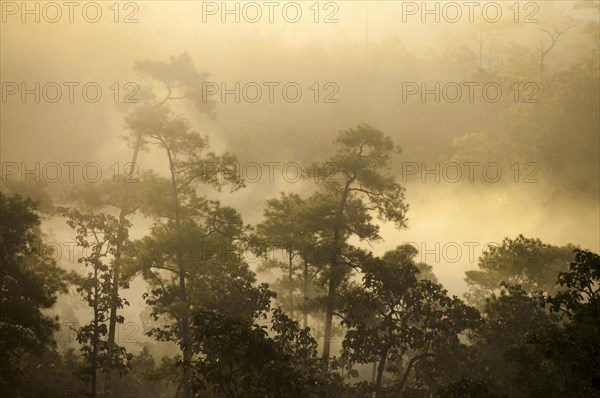 Misty jungle at sunrise