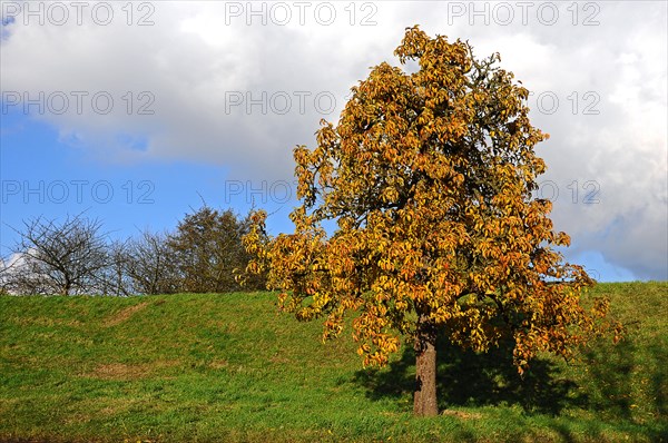 Pear tree (Pyrus) on Luehedeich dyke