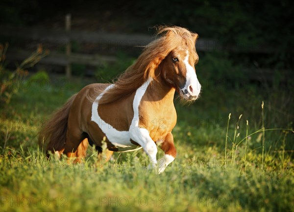 Shetland Pony