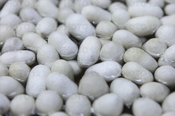 Silkworm cocoons