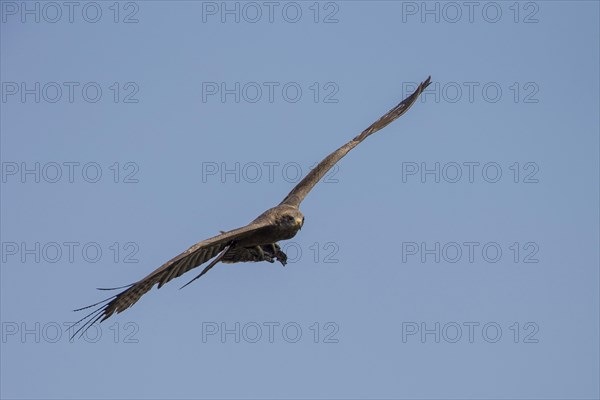 Yellow-billed Kite (Milvus aegyptius) in flight