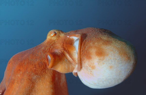 Giant Pacific octopus or North Pacific giant octopus (Enteroctopus dofleini)