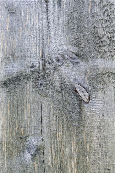 Old wood texture