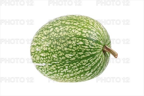 Fig-leaf gourd
