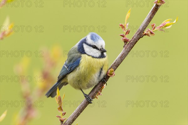 Blue Tit (Cyanistes caeruleus syn Parus caeruleus)