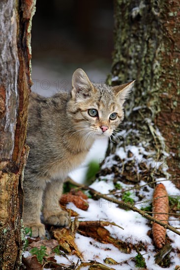Wildcat (Felis silvestris)