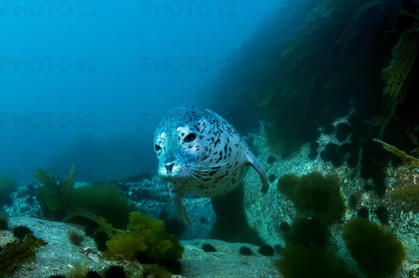 Spotted Seal (Phoca largha