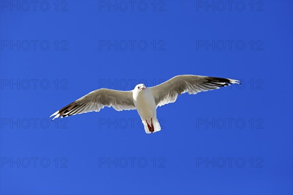 Silver Gull (Larus novaehollandiae)