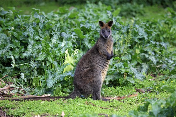 Swamp wallaby (Wallabia bicolor)