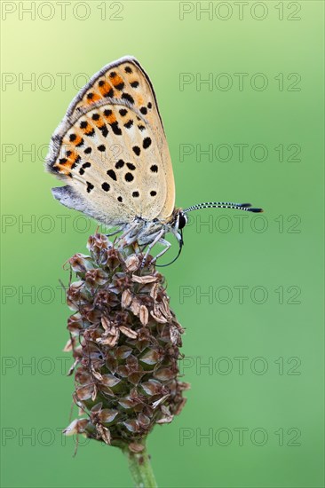 Sooty Copper (Lycaena tityrus)