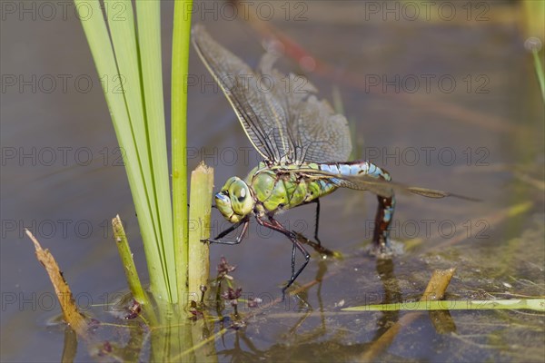 Emperor Dragonfly (Anax imperator)