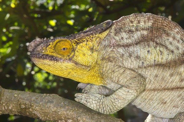 Parson's Chameleon (Calumma parsonii)