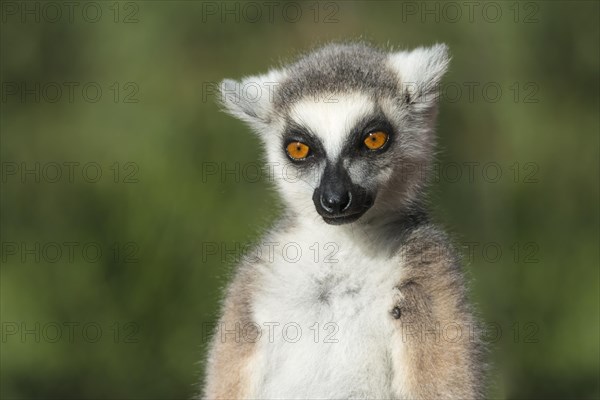 Ring-tailed Lemur (Lemur catta)