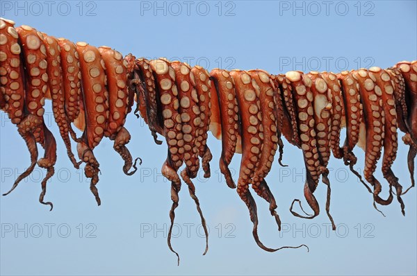 Octopuses hung up to dry on a washing line