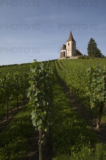 Gothic fortified church of Saint-Jacques in the vineyards