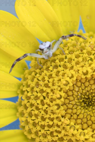 Goldenrod crab spider (Misumena vatia)