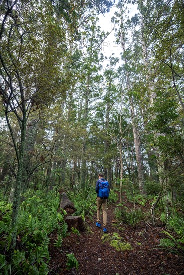 Young man walks on trail through Kauri Forest