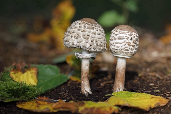 Shaggy parasol (Chlorophyllum rachodes) in youth stage