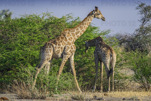 Angolan Giraffes (Giraffa camelopardalis angolensis)