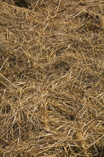 Close-up of a pile of hay in spring