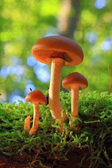 Funeral Bell (Galerina marginata)