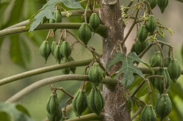 Papaya or Pawpaw (Carica papaya) on the tree