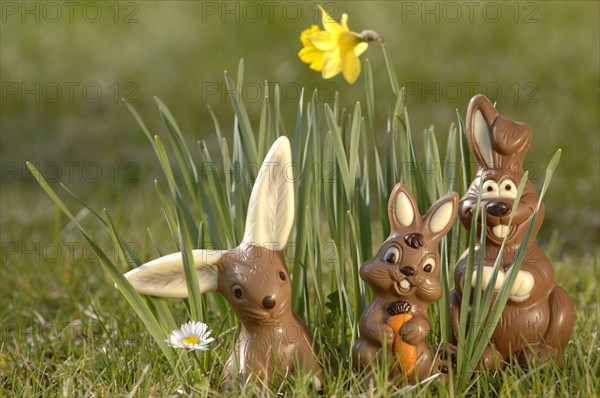 Chocolate bunnies in a meadow between yellow daffodils