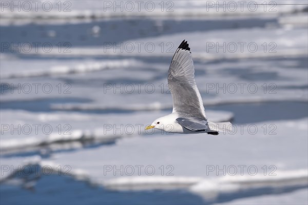 Black-legged Kittiwake (Rissa tridactyla) in flight