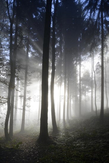 Autumnal fog mood in a mixed forest